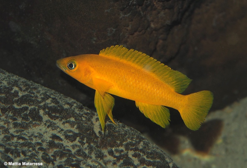 Neolamprologus longior 'Ifala'